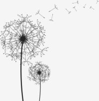 DandelionShop