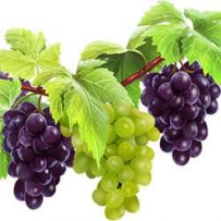 Vinogradnaya loza