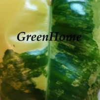 GreenHome